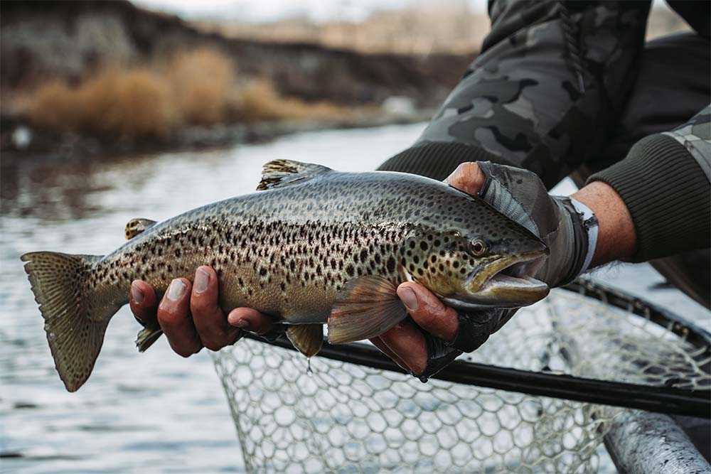 Drift Out West Fly Fishing: Guided Fly Fishing Trips